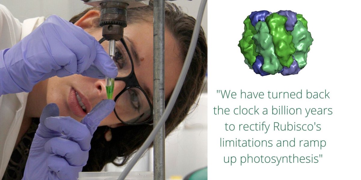 ARC CoETP (@leaf2field) on Twitter photo Centre Scientists <a href="/E_MartinAvila/">Elena Martin Avila</a>, Spencer Whitney and team, have traveled back on time to fix #Rubisco limitations and improve #photosynthesis, which could lead to a major increase in crop production, read <a href="/ThePlantCell/">The Plant Cell</a> paper bit.ly/2ZUegiH Image: Charles Tambiah. Centre Scientists <a href="/E_MartinAvila/">Elena Martin Avila</a>, Spencer Whitney and team, have traveled back on time to fix #Rubisco limitations and improve #photosynthesis, which could lead to a major increase in crop production, read <a href="/ThePlantCell/">The Plant Cell</a> paper bit.ly/2ZUegiH Image: Charles Tambiah.