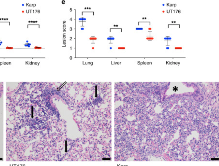 MORUBKK's tweet photo. Can dual RNA-seq provide insight into the biology &amp; host-pathogen interactions of Orientia tsutsugamushi, which causes causes the vector-borne disease scrub typhus? Exc work by Bozena Mika-Gospodorz, Suparat Giengkam, Lars Barquist, Jeanne Salje et al! https://t.co/D7dnT4iIYz https://t.co/ERmBlPPnQD