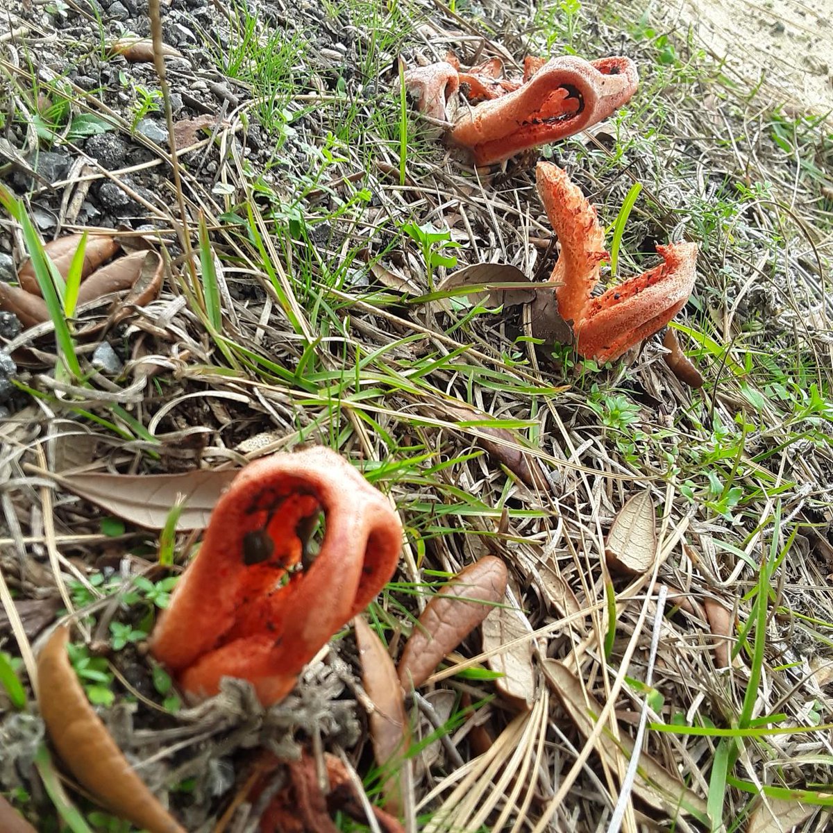 Rick_Grippo's tweet photo. The weirdest things growing in my yard. https://t.co/Wiae7il9ph