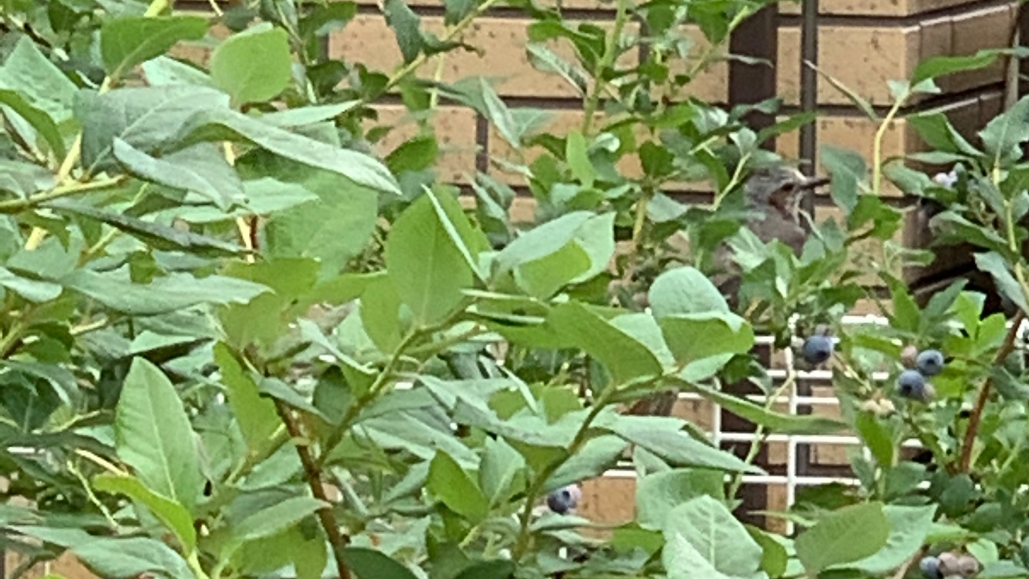 Vesiまなびの泉 Vesi Twitter