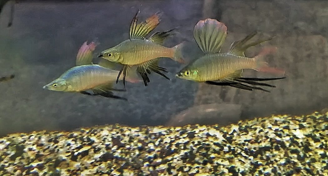 Threadfin rainbowfish
#aquariumhobby #aqualifeaquarium #plantedtank #freshwater #rainbow
#schoolingfish