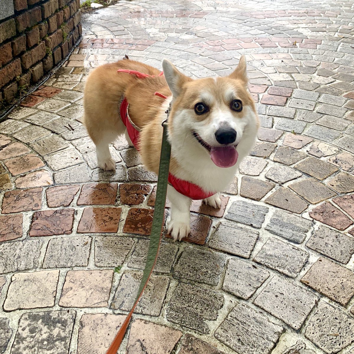 Macco 散歩行こうと言われ嬉しすぎて興奮して大暴れした挙句に行かないことにした犬