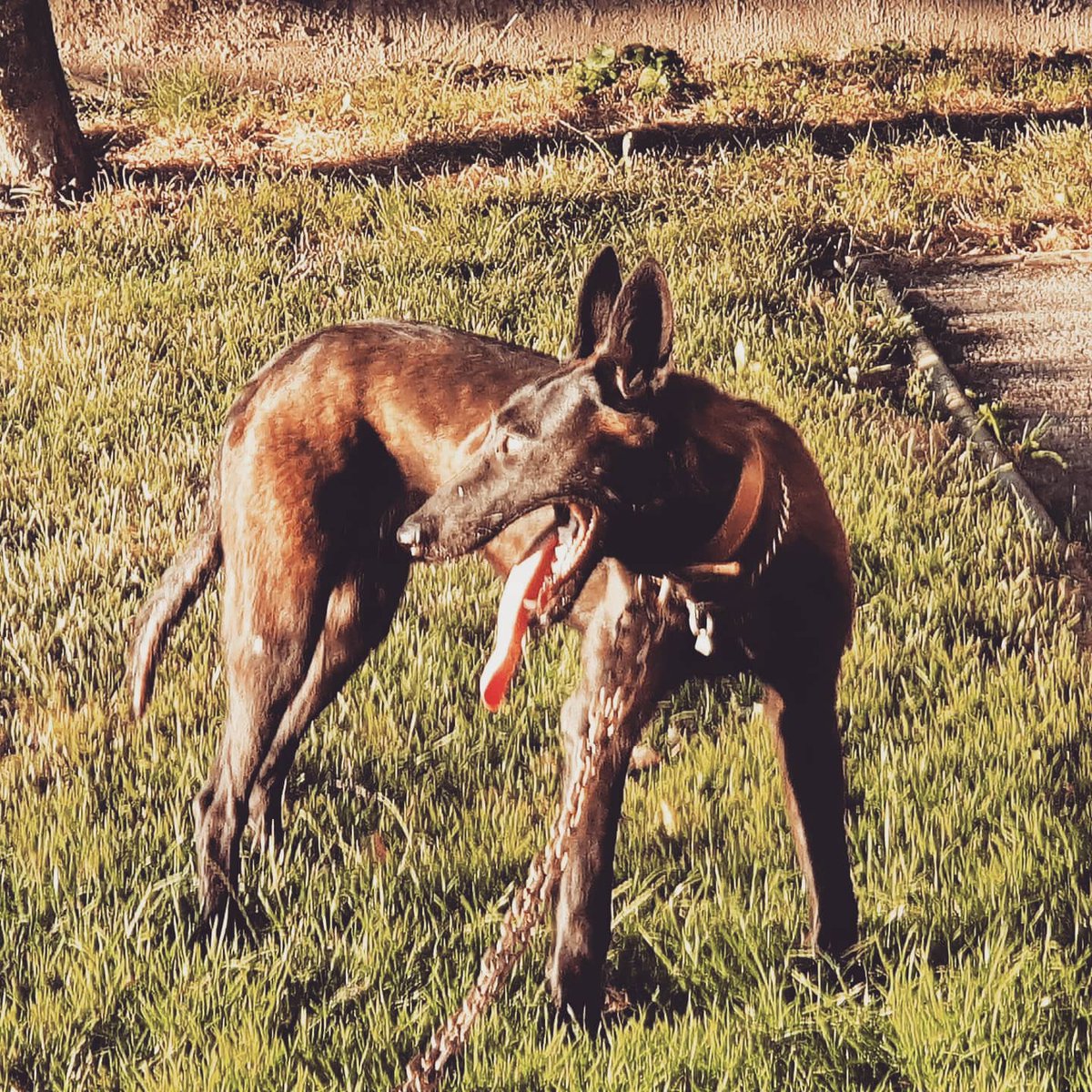 IvanMazar's tweet photo. WADE OD MOSLAVINE NEW POWER IN MAZARXDOGS KENNEL / Born 7.11.2019
.
.
.
#hollandherders #dutch #dutchshepherd #workingline #workingdog https://t.co/AmSMzano1A
