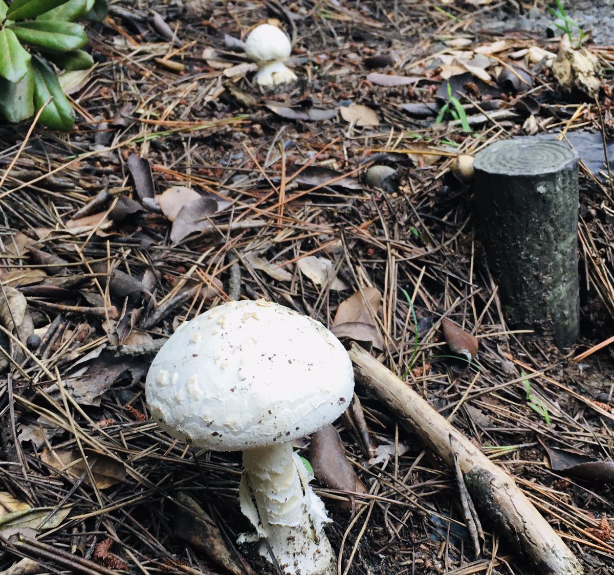 赤いキノコ hashtag on Twitter