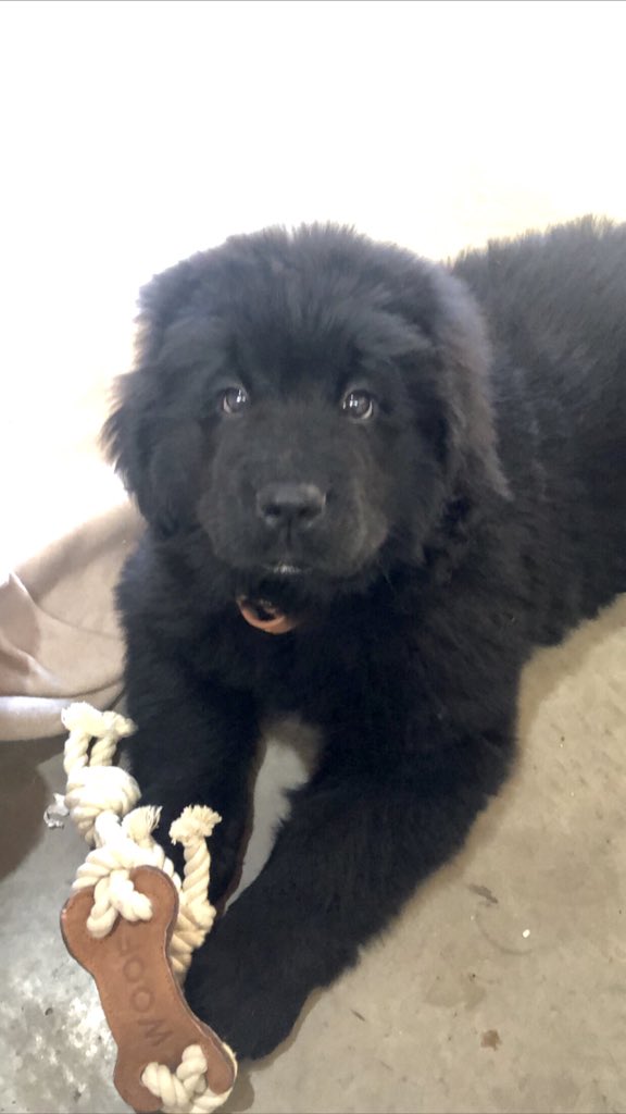 jadeb100's tweet photo. Meet Minnie, my #Newfoundland puppy. Counting down to her 12 week shots, and a bit more bladder control, so she can start joining me in @TheGapNZ offices each day. https://t.co/dPYq4ucRAV