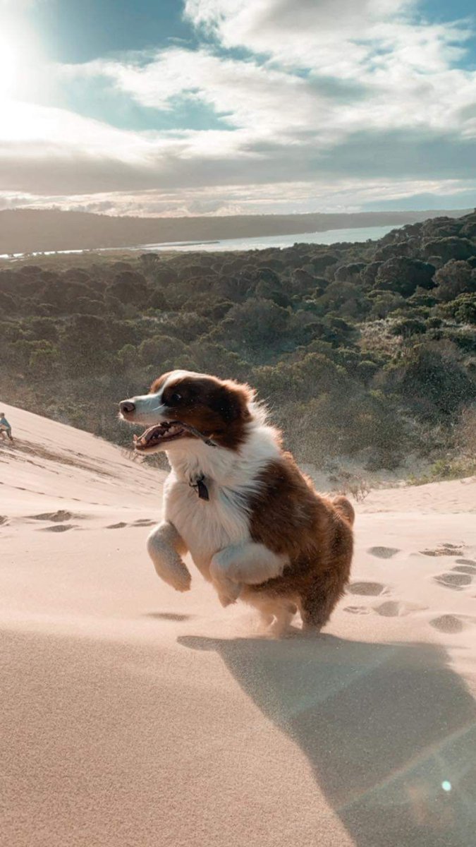 LINK_AROO's tweet photo. @TellYourSonThis Reuben my Border collie https://t.co/ipzNqui0tc