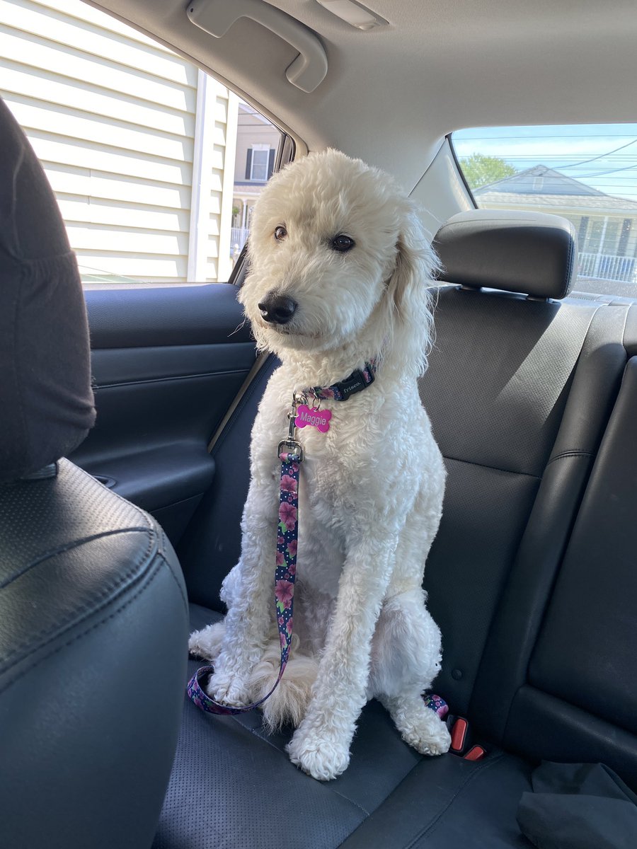 MikeDOnAir's tweet photo. Does anybody else’s dog sit in the backseat like it’s 2 am in the Uber and you’re trying not to puke and pay that $150 fine? https://t.co/RNFmELhEf9