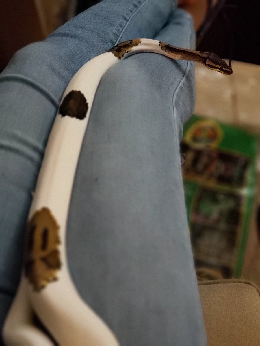Brit_Speaks's tweet image. Milo. 🐍❤ #piebaldballpython