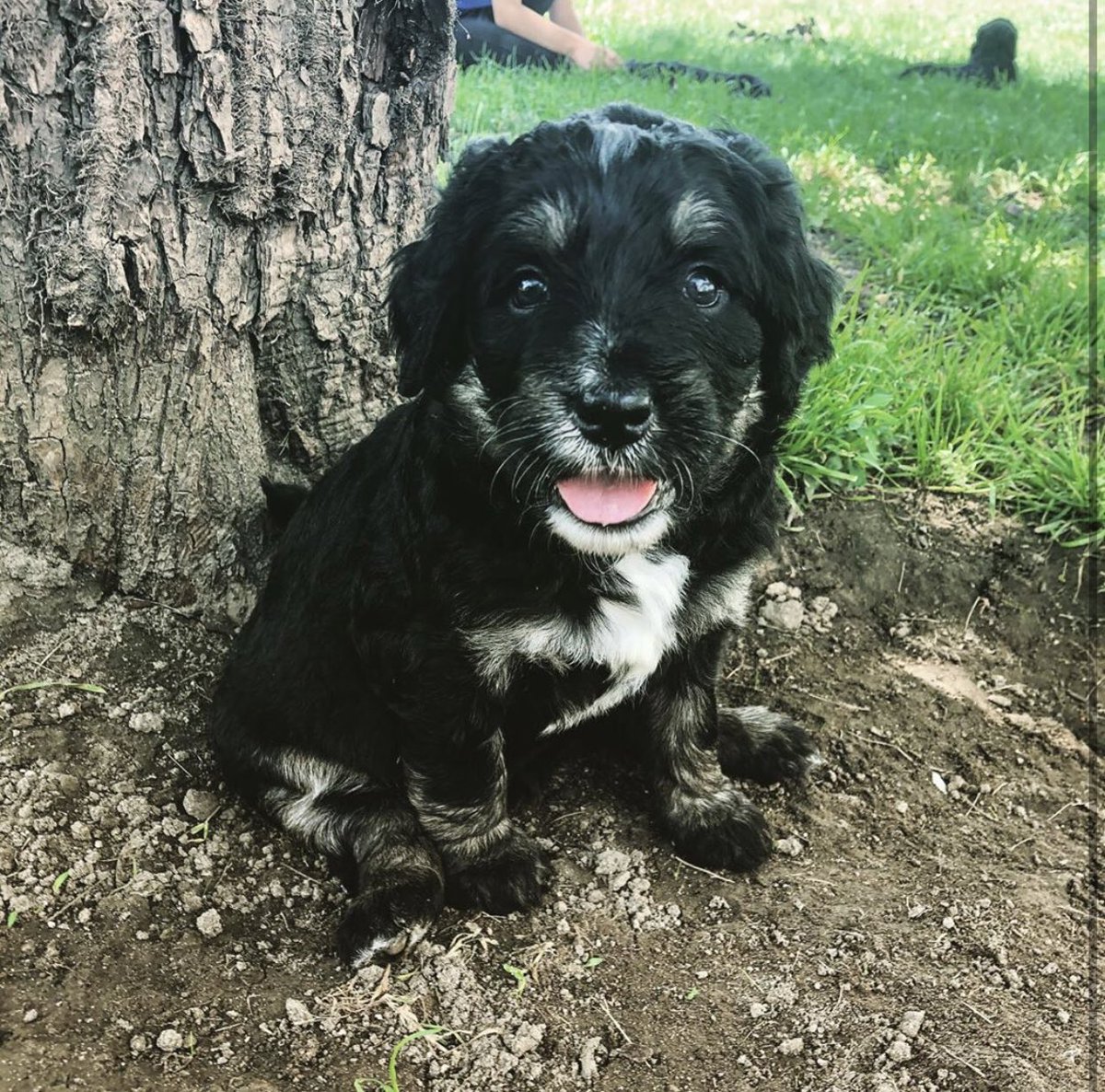 Marion_Sarah18's tweet image. Life update:

I manage a #1 corporate coffee shop☕️
I single parent like a badass👩‍👧
I just bought my daughter her first furry friend🐶
My car is paid off🚘
Oh yeah, and I just bought my OWN house. By MYSELF🏡

Oh, and I’m 20. 

#WorkHard
#MomLife
#HeIsGOOD
#Scottlynn1
#Luna6wks