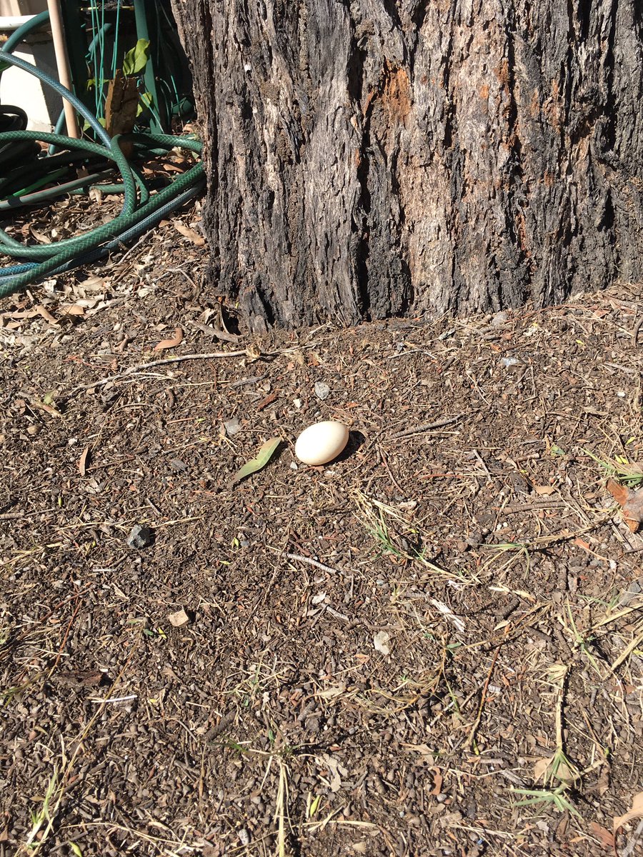 stefan_hat's tweet photo. Wood duck nest was raided by a brushtail possum over the weekend @B4CBulimbaCreek. One egg survived the fall. Female still laying so I just popped the egg back into the nest @hollowsashomes https://t.co/RILkTIDUrP
