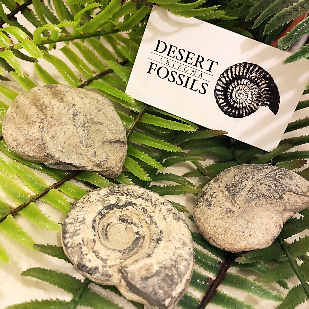 Set of 3 natural Ammonites with matrix. #fossilshop #fossils #etsyshop #shopsmall #ammonites #ammonitefossil #ammonitesofinstagram #ammoniteshell #prehistoric #collectibles #prehistoriclife #prehistoricfinds