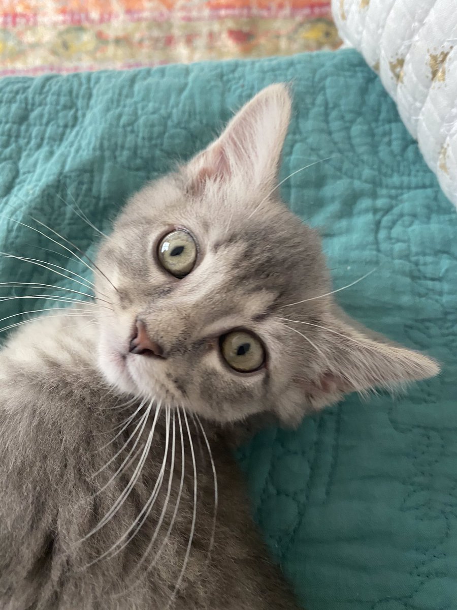 ChrisDyal13's tweet image. She’s officially a permanent member of the family. Meet Florence Jean (Flo). #Kitten #fosterfail #adoptionwin #floof #fostercats #AdoptDontShop