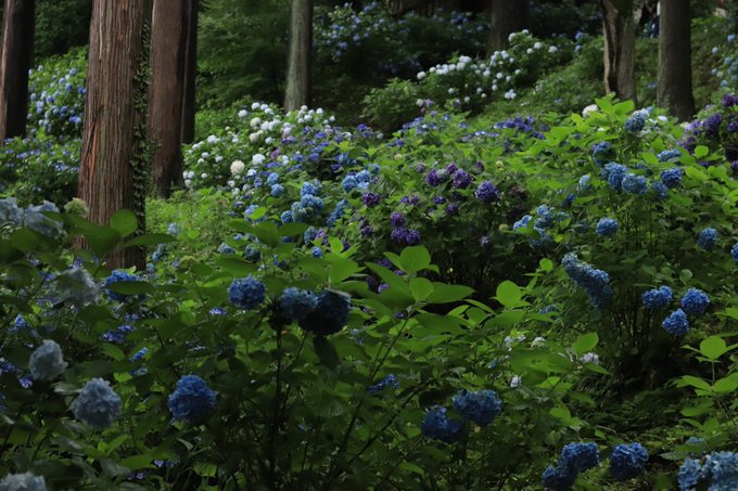 雨は嫌いのtwitterイラスト検索結果 古い順