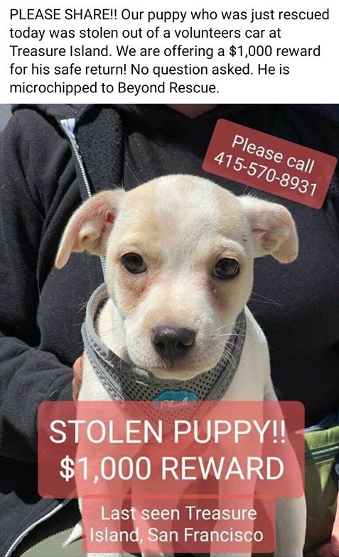 Muttville's tweet photo. Stolen Rescue Puppy Alert! Please be on the lookout for this 10-week-old taken from a car in its crate. https://t.co/UZGz39qtnU