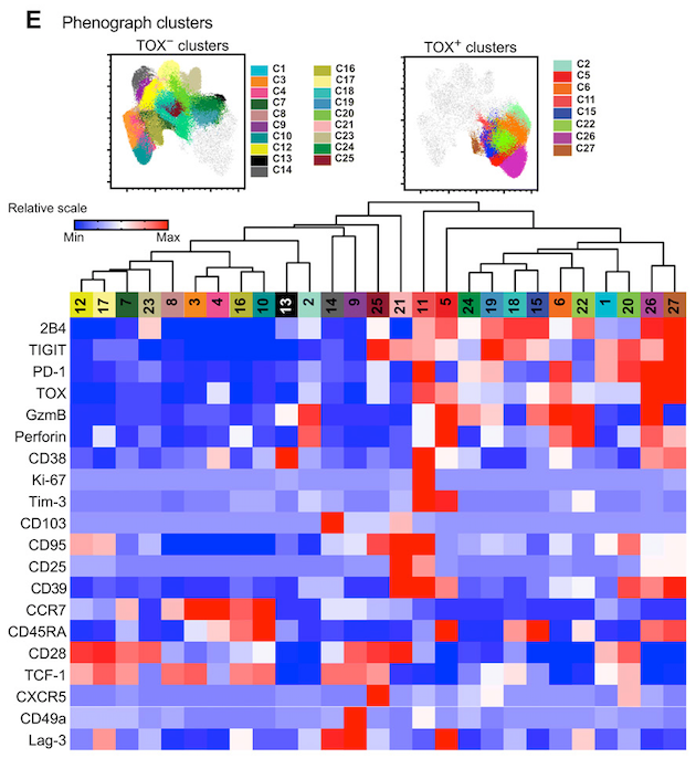 mmw_lmw's tweet photo. Human #EffectorMemory #CD8_T_cells | TOX is expressed by exhausted and polyfunctional CD8 | Marcus Buggert @karolinskainst @SciImmunology https://t.co/QVXomaEzCF https://t.co/XHGeDaPjVI