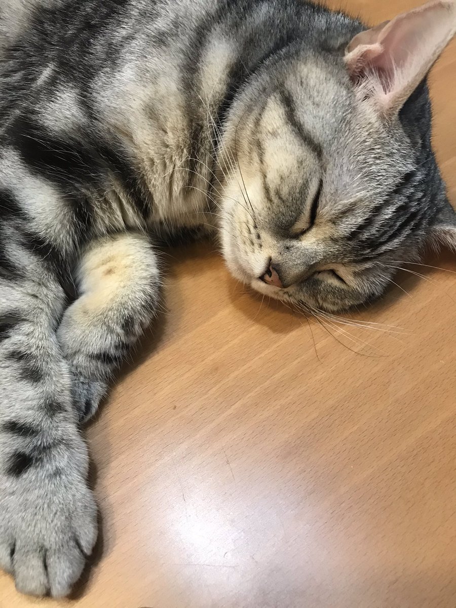 ありがひとし Arigahitoshi おとうちゃんが自宅で仕事してるとその近くに来て寝る猫氏 机の上で寝るのは お行儀が悪いと思うけど ういやつ