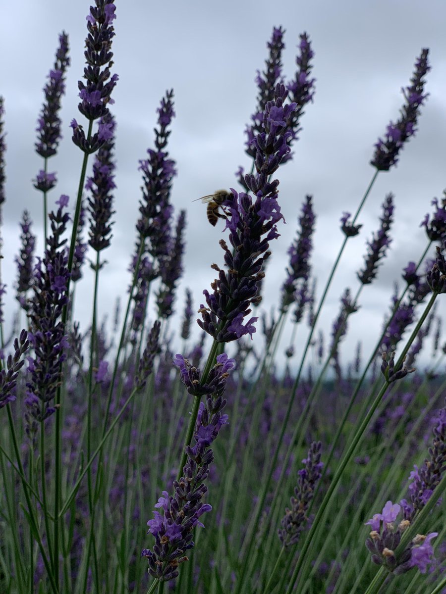 富士河口湖町観光情報 公式 On Twitter 7月13日 月 大石公園 八木崎公園のラベンダーの開花状況です 見ごろは過ぎてしまいました W ラベンダーの刈り取りが八木崎公園では7 21 大石公園では7 23 26に予定されています W 大石公園では刈り込み体験も