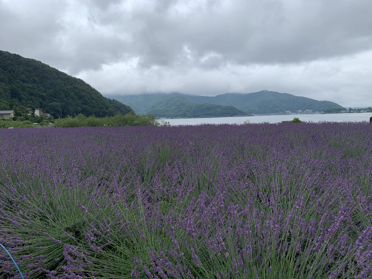 富士河口湖町観光情報 公式 On Twitter 7月13日 月 大石公園 八木崎公園のラベンダーの開花状況です 見ごろは過ぎてしまいました W ラベンダーの刈り取りが八木崎公園では7 21 大石公園では7 23 26に予定されています W 大石公園では刈り込み体験も