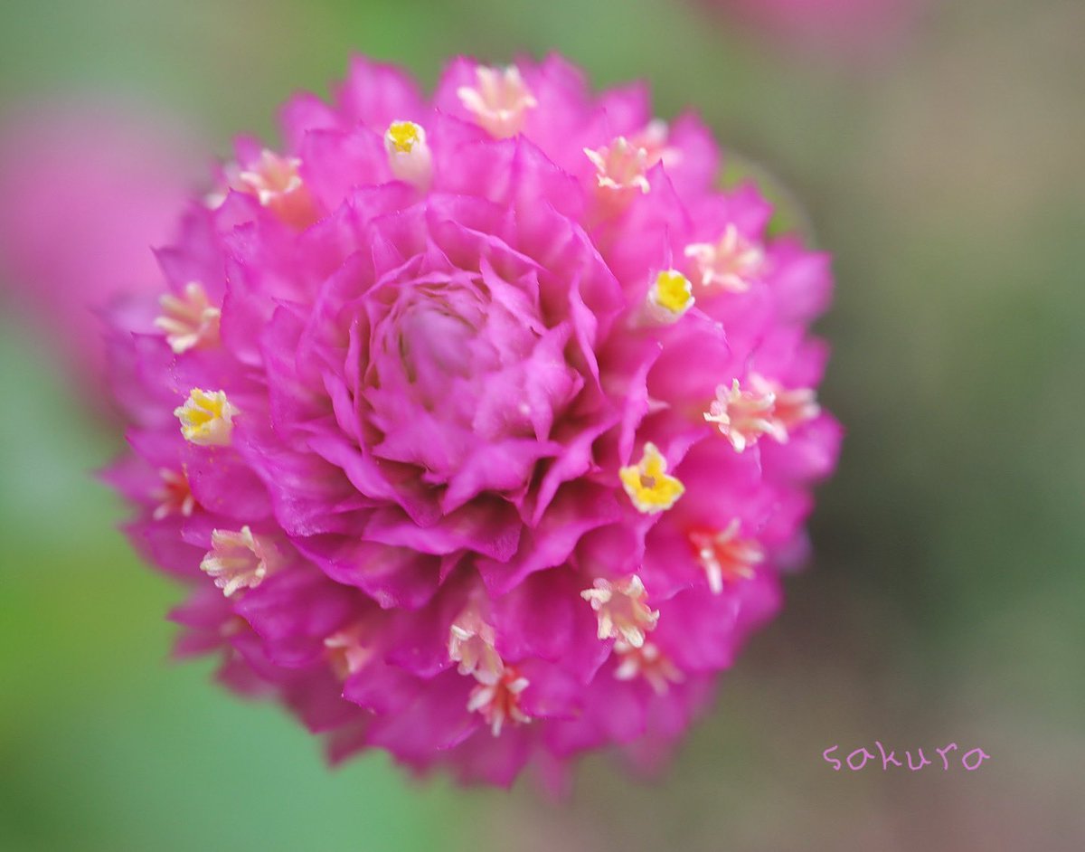 NORIPy1120's tweet photo. 愛の不時着 シーズン6

なんてかっこいいの…💓💓
続きを観ます(´•ω•̥`)

#花 #photo ✨•*¨*•.¸¸♪✧ https://t.co/CoainKP1LU