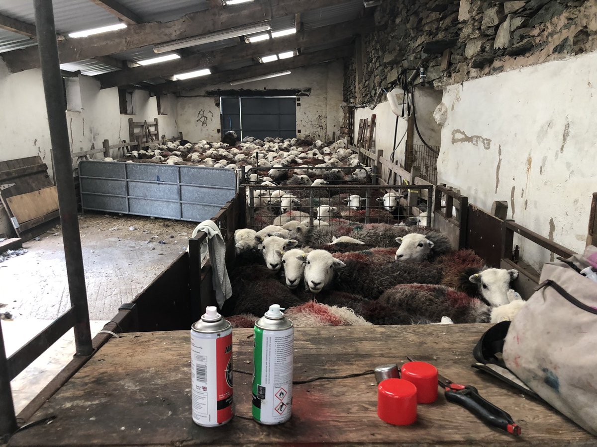 Been in the Lake District for a few days shearing. Beautiful countryside, awesome sheep. Such a shame every farmer burning there #wool