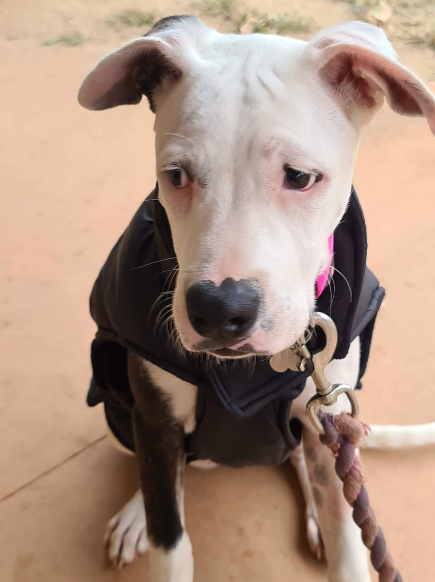Queensland, Brisbane
Baby Prudence is searching for her forever home. Prudence is only eleven months old and loves other dogs.
Prudnce has already had a sad start to life and came into rescue a very unwell girl. 
#givedeafdogsavoice