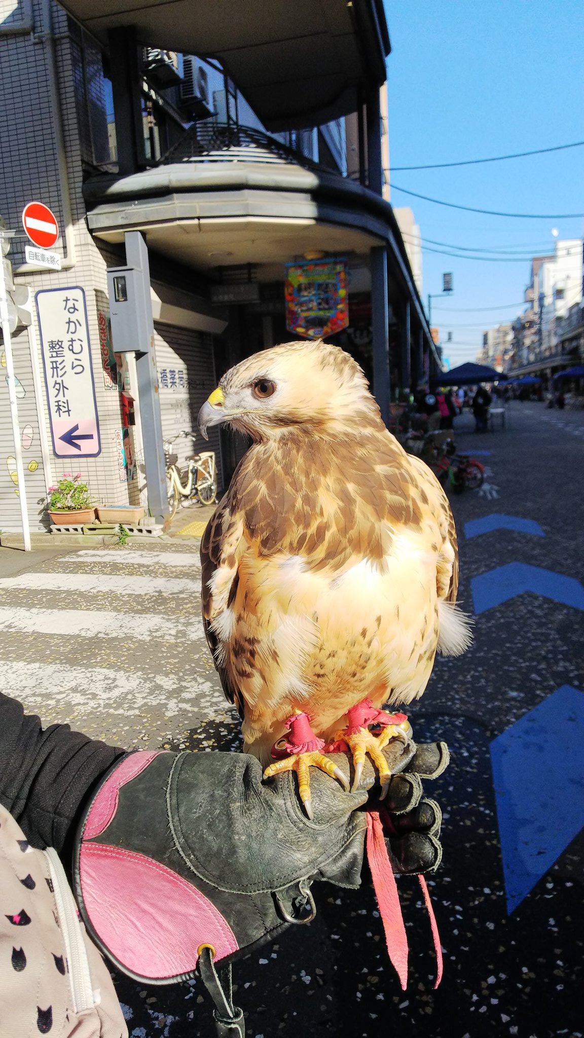 めめんと Harima Mekkai 鷹カッコいい 江東区の森下で女性の鷹匠さんが鷹とお散歩してて 写させてもらったことがあります 横顔が可愛かったです T Co T9iosvjmu2 Twitter