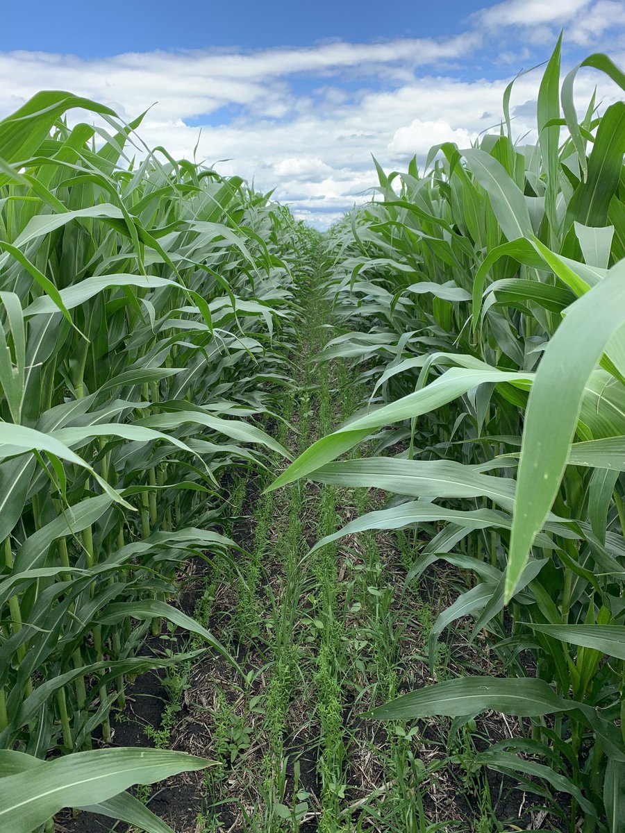 Not hard telling the pair row 60” and single row 60” corn but only harvest will determine next years plantings.