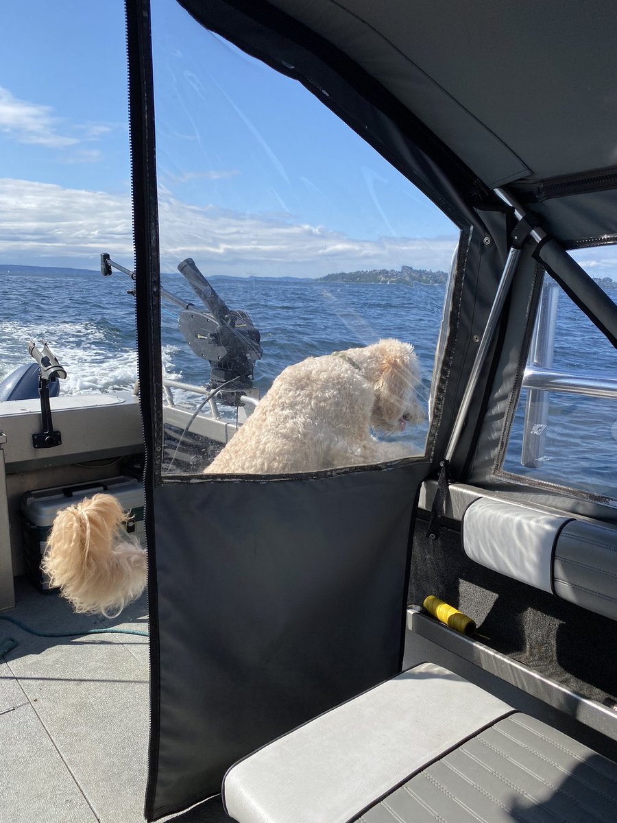 Dasher dog loves being out on the boat! He caught 3 dungee crabs and ate 3 herring right out of the bait bucket. Good boy🐾 #PugetSound #dasherdog #summerinseattle #northriverboats #SaltLife