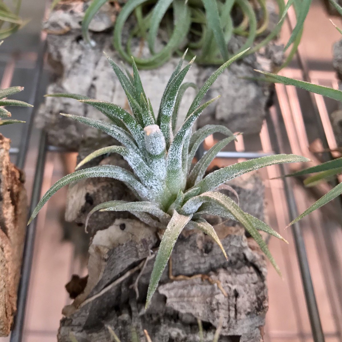 field_tail's tweet photo. イオナンタピーチ
開花してから2ヶ月経過…
子株が出てきました🌱
#エアープランツ #airplants #ティランジア #チランジア #tillandsia #イオナンタピーチ #ionanthaPeach #エアープランツ天狗堂 #tengudo https://t.co/Bukqkhe3Sw