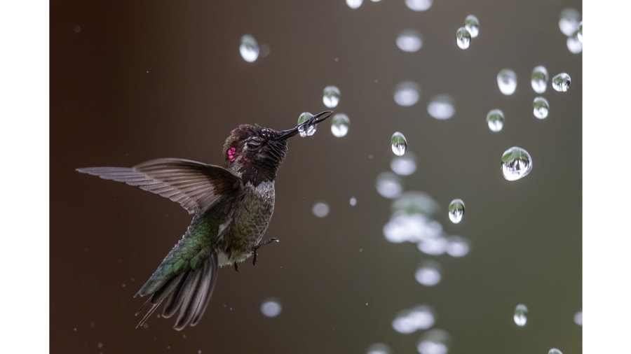 cnni's tweet image. This year's Audubon Photography Award winners show birds at their best cnn.it/32nWW8X