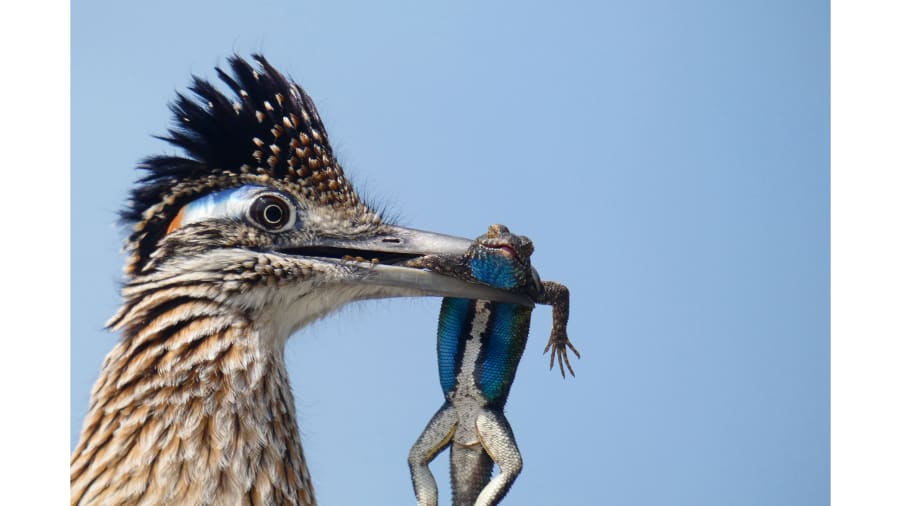 cnni's tweet image. This year's Audubon Photography Award winners show birds at their best cnn.it/32nWW8X