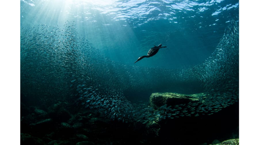 cnni's tweet image. This year's Audubon Photography Award winners show birds at their best cnn.it/32nWW8X