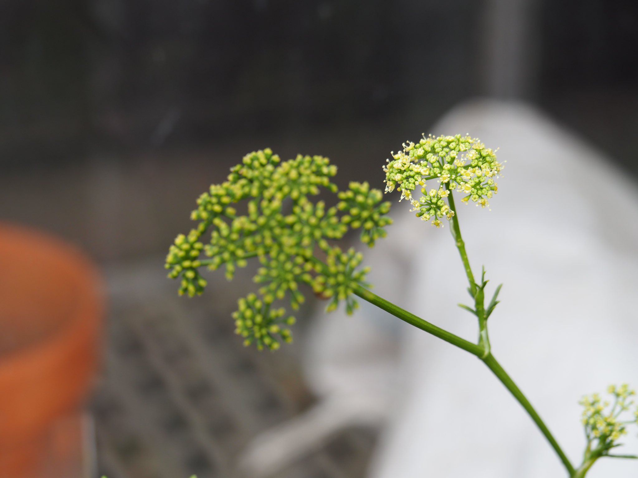 Sachiyo イギリス旅 パセリの花が咲いて 種になりかけている様子 よく見かけるカールしたパセリ です 葉の形はイタリアンパセリとやはり似ています T Co Akcaazolay Twitter