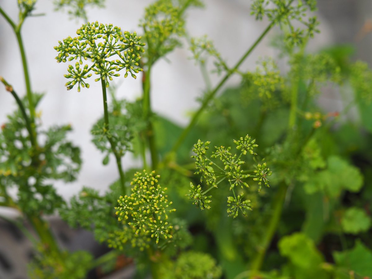 Sachiyo パセリの花が咲いて 種になりかけている様子 よく見かけるカールしたパセリです 葉の形はイタリアンパセリとやはり似ています