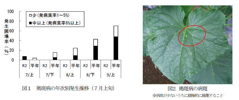 岩手県農業研究センター 病害虫防除情報 令和2年度 農作物病害虫防除速報 No 9 きゅうり編 1 褐斑病 岩手県 病害虫防除所 褐斑病の発生が確認されました 発生圃場では発病葉を摘葉後 直ちに薬剤防除を実施してください T Co 岩手県農業研究センター 病害虫防除情報 令和2年度 農作物病害虫防除速報 No 9 きゅうり編 1 褐斑病 岩手県 病害虫防除所 褐斑病の発生が確認されました 発生圃場では発病葉を摘葉後 直ちに薬剤防除を実施してください T Co