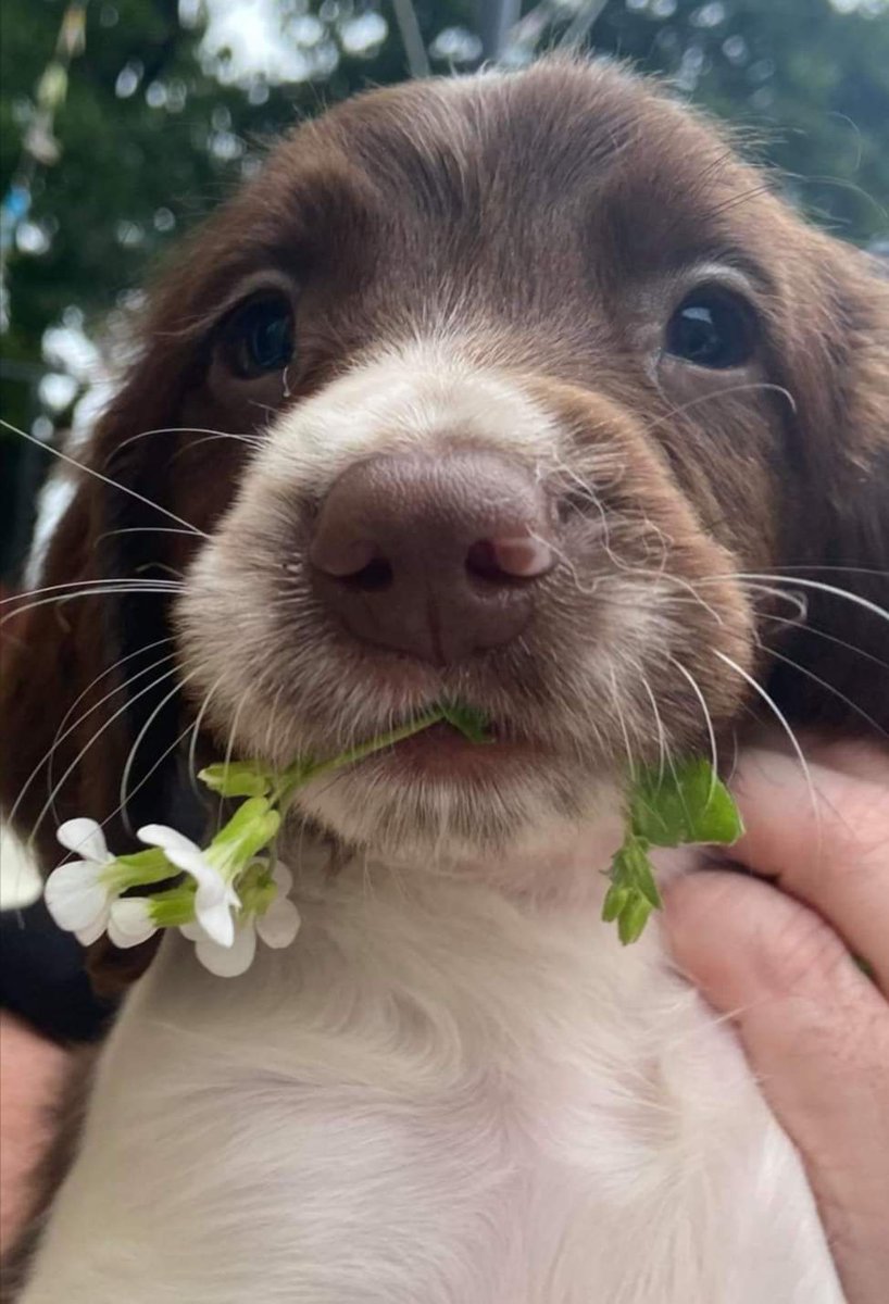 done deal dogs springer spaniels for sale