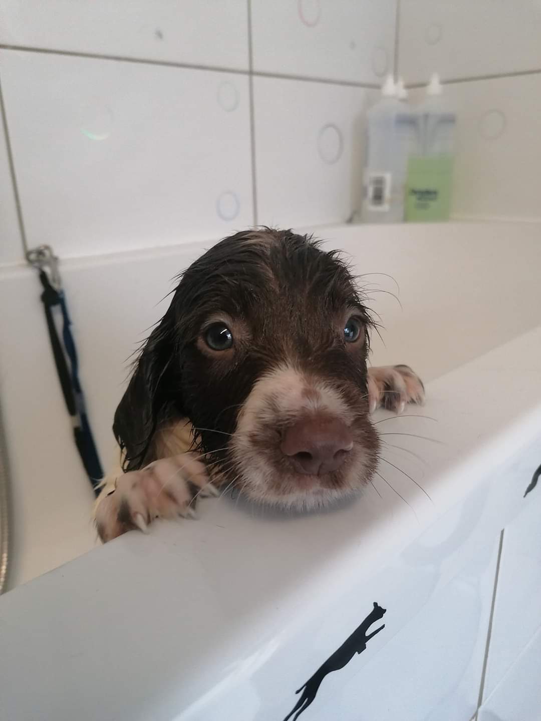 springer spaniels for sale on donedeal