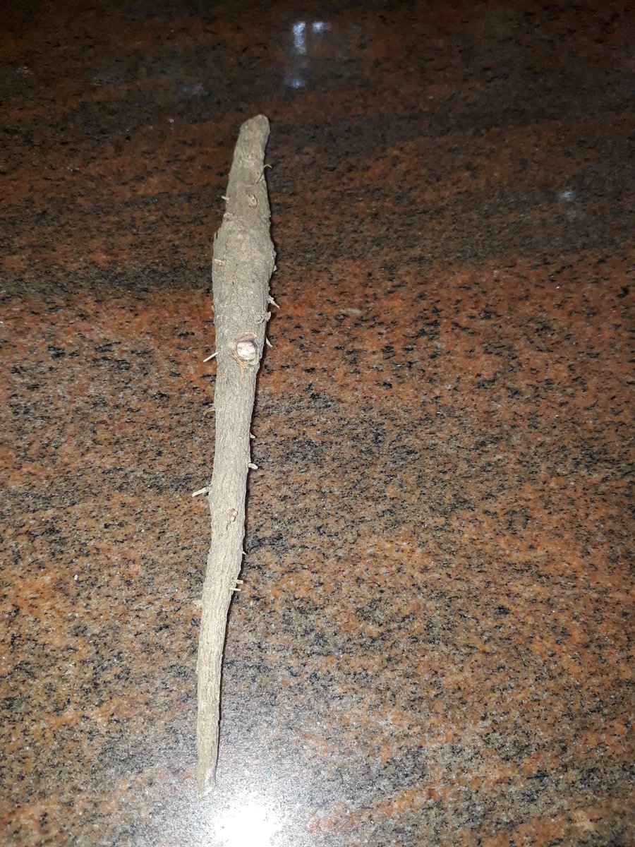 Nilambur Teak Nursery tweet media