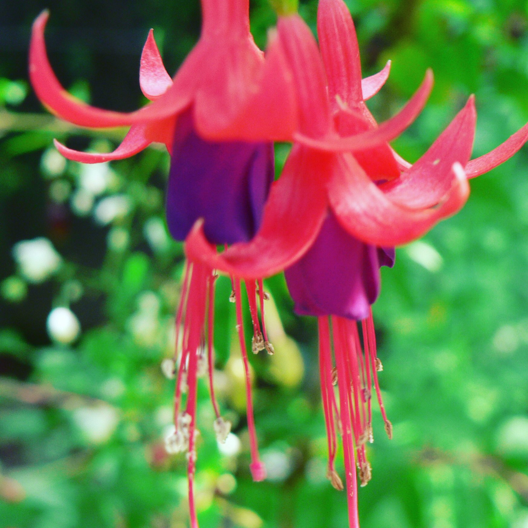 池ポチャ野郎 イヤリングみたいな花 フクシア 釣浮草 ホクシア 花 フラワー 赤い花 釣鐘のように垂れた花 イヤリング ペンダント イヤリングみたいな花 T Co P2biymkxmg Twitter