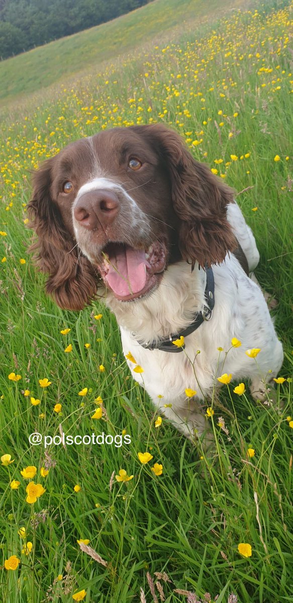 PSOSDogs's tweet image. #PDMac was on top form when he assisted in locating £50,000 worth of drugs in Glasgow! Great find and another blow for organised crime. #TheNoseKnows #TopDog #KeepingPeopleSafe 🐾🏴󠁧󠁢󠁳󠁣󠁴󠁿