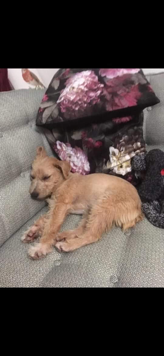 SaveSedr's tweet photo. Before Toby came to SEDR, he was a puppy who had already been badly neglected. Thankfully, a lovely dog warden helped him and sent him our way. He will know happiness forever now but his life could have been so different 😢. Be happy now, Toby lad. https://t.co/sPh46onBwX
