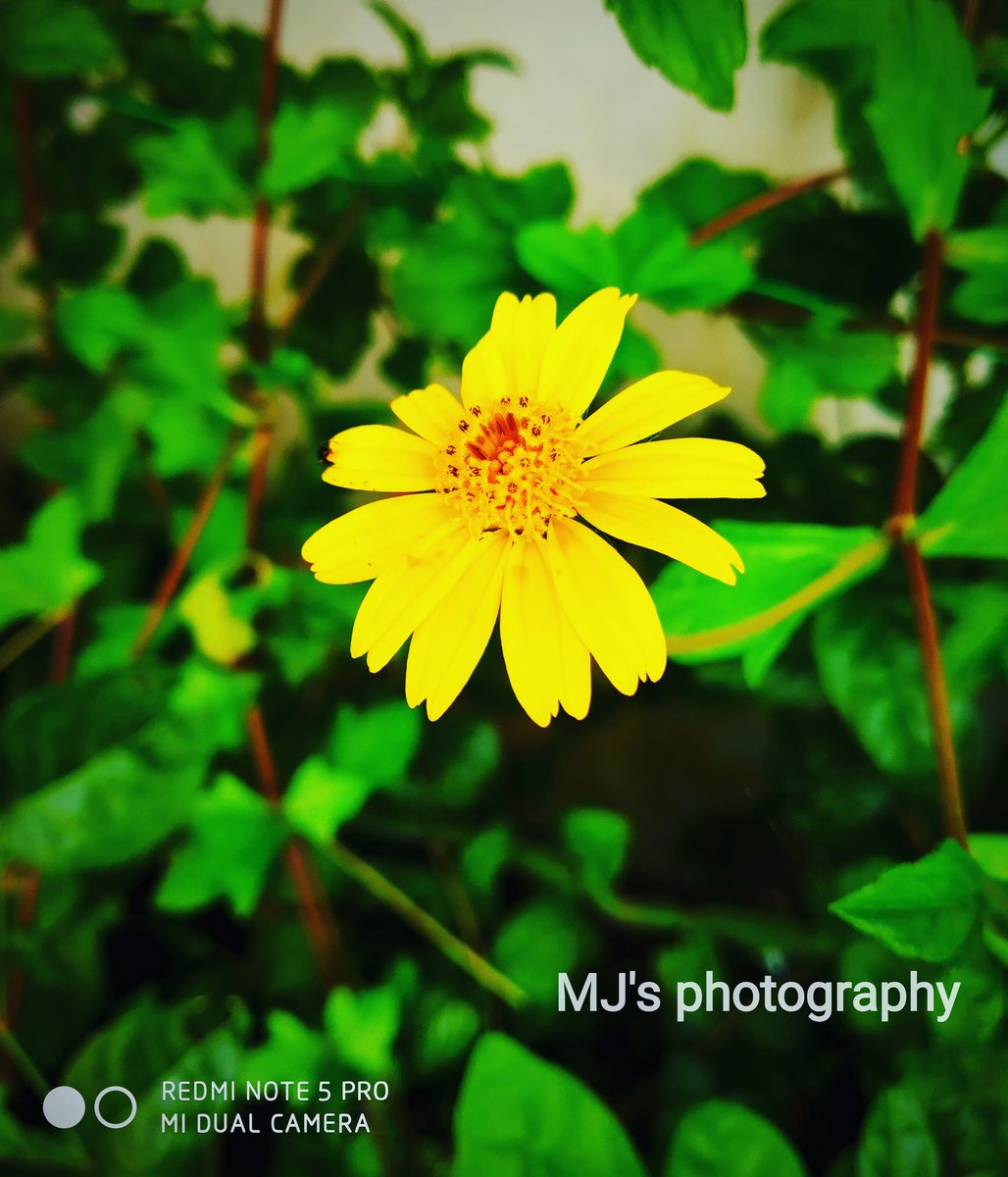 Manjeet_26's tweet photo. Ultra mode photography..
#mobile_photography📷
#perfect_click
#macrophotography
#Nature_photography
#mobilephotography
#mobile_photography
#natural_photography
#macrophotography
#perfect_click
#mj_photography
#keepsupporting https://t.co/EhfBfR5ijo