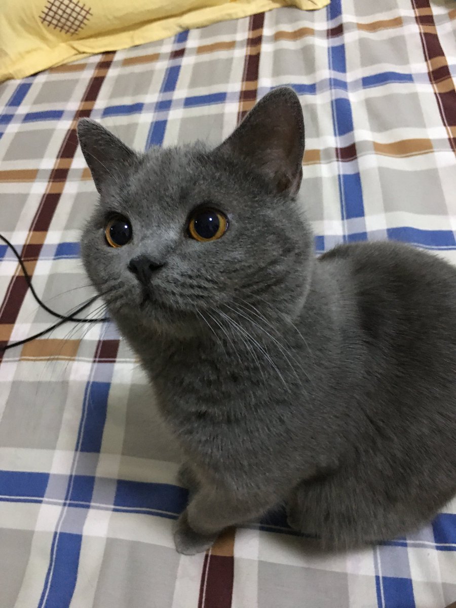 VaneFred2's tweet photo. 🐱 https://t.co/uEgJRSciC2