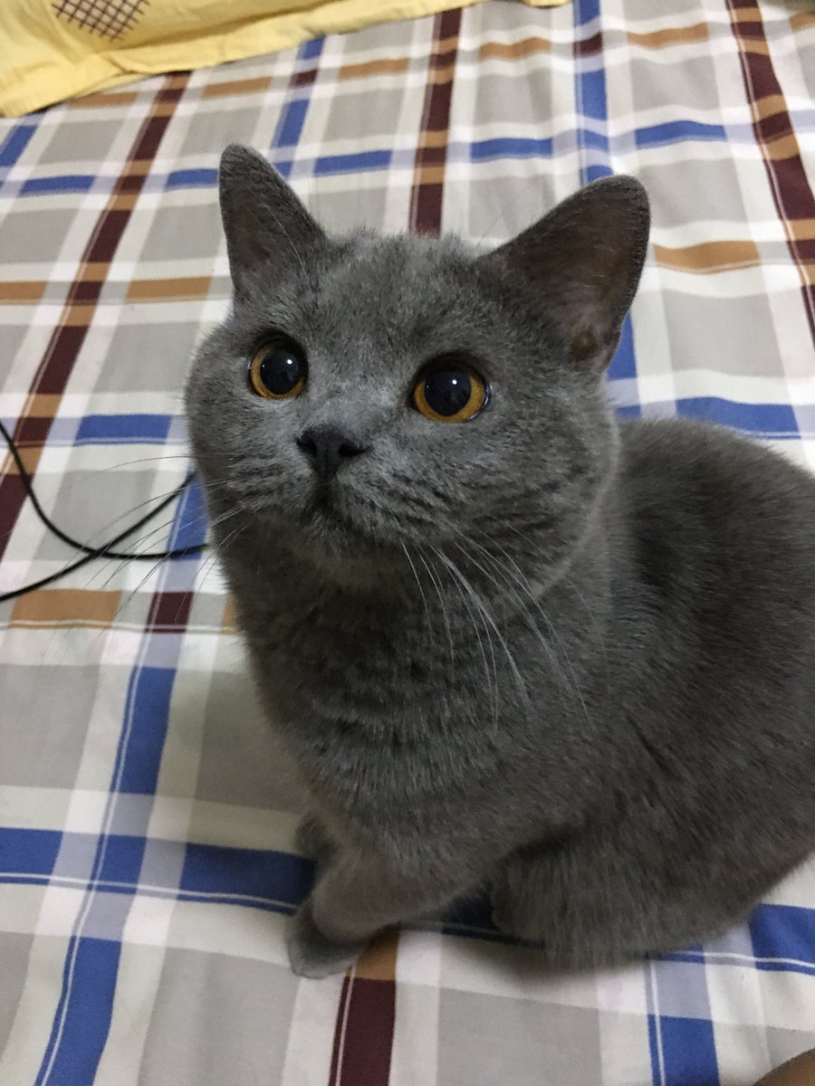 VaneFred2's tweet photo. 🐱 https://t.co/uEgJRSciC2