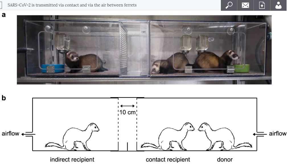 Nature Communications (@naturecomms) on Twitter photo SARS-CoV-2 is transmitted via contact and via the air between ferrets
<a href="/erasmusmcintl/">Erasmus MC Intl</a> #COVID19 #SARS_CoV_2
go.nature.com/2C8Kkrc SARS-CoV-2 is transmitted via contact and via the air between ferrets
<a href="/erasmusmcintl/">Erasmus MC Intl</a> #COVID19 #SARS_CoV_2
go.nature.com/2C8Kkrc