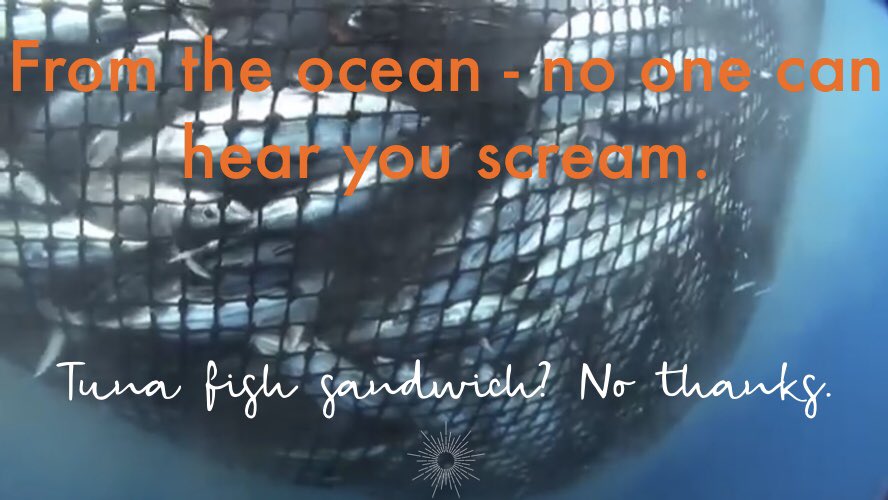 Yellowfin Tune tweet media