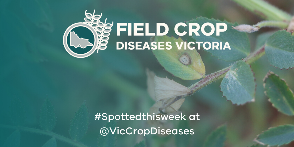 VicCropDiseases's tweet photo. Blackleg in canola, ascochyta in faba beans, mould in vetch and net blotch in barley are some of the @VicCropDiseases that have been #Spottedthisweek from around Victoria. Check out the full list and find out more at https://t.co/CvdR4hMpQK https://t.co/Q2PeJm0Zli