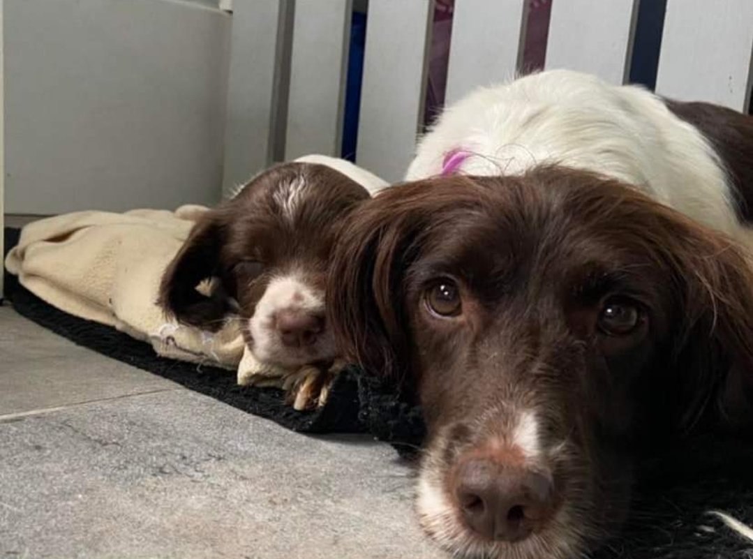done deal dogs springer spaniels for sale
