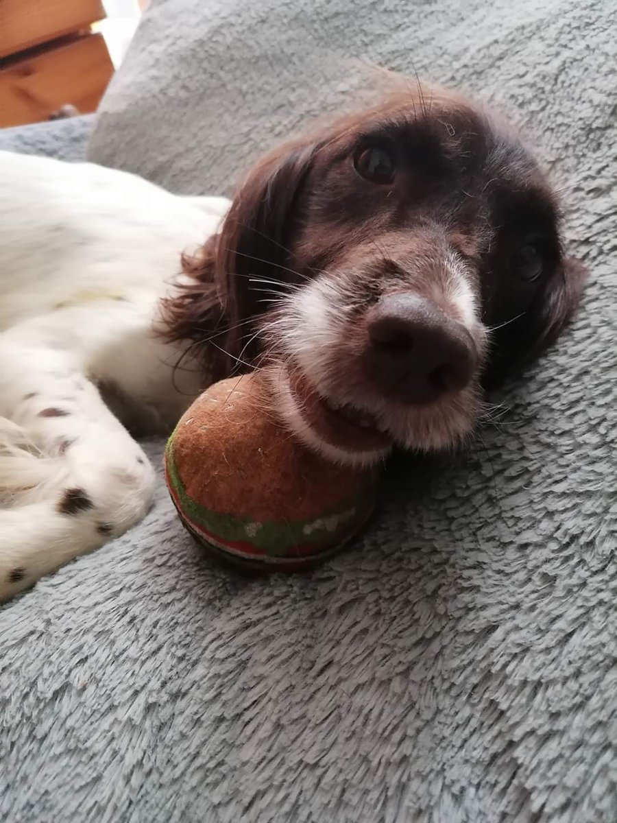 done deal dogs springer spaniels for sale