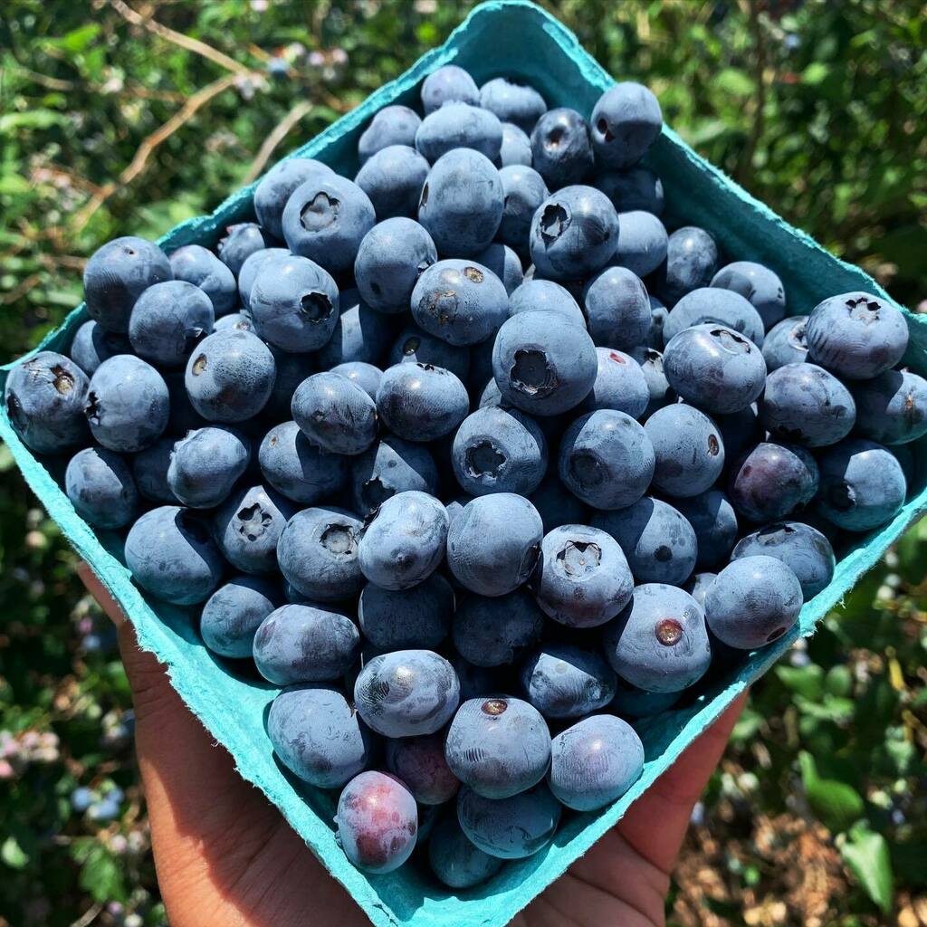 Lauren J. Mapp (she/hers) (@laurenjmapp) on Twitter photo My ista (mom) took me blueberry picking today <a href="/lymanorchards/">Lyman Orchards</a> as my cousin set up for a surprise bridal shower for me. It was the first time I had been there in probably 20 years or so, and it was so nice to be back on a farm. Lyman’s was the first farm I had ever visited, an… My ista (mom) took me blueberry picking today <a href="/lymanorchards/">Lyman Orchards</a> as my cousin set up for a surprise bridal shower for me. It was the first time I had been there in probably 20 years or so, and it was so nice to be back on a farm. Lyman’s was the first farm I had ever visited, an…